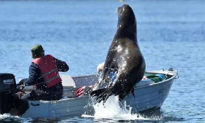 The sea lion collided with the boat while jumping to escape the orcas.