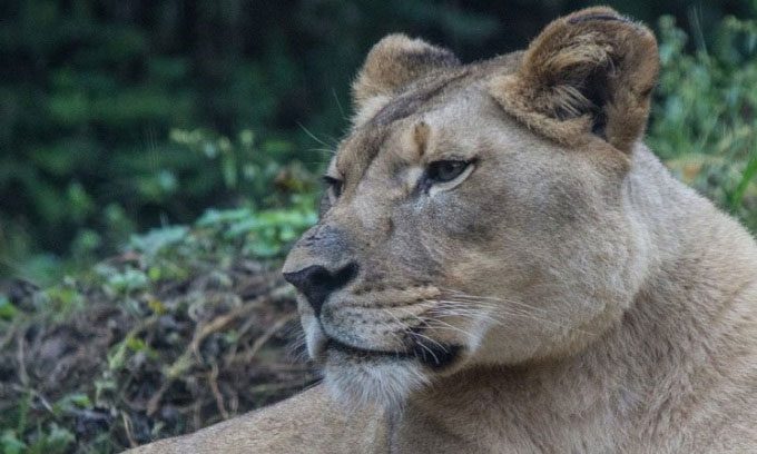 Lioness Akili killed by new male lion.