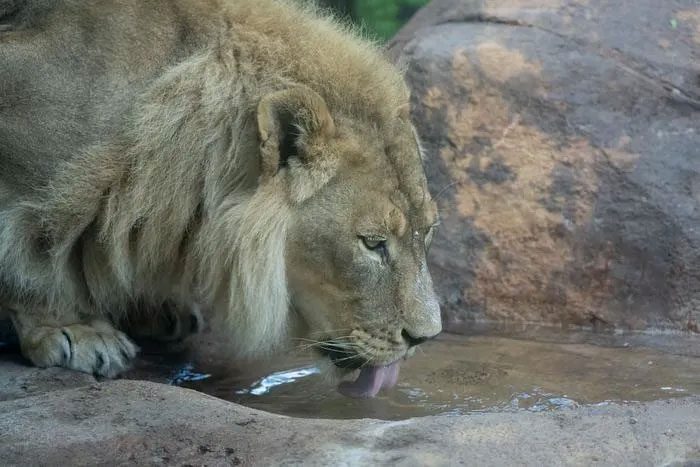 Lions are a sexually dimorphic species