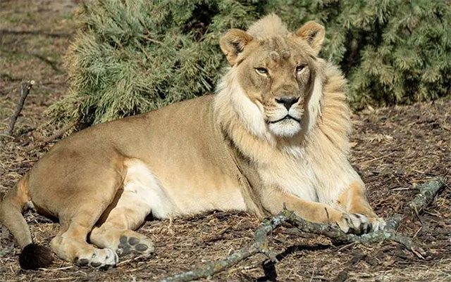 Female lion Zuri unexpectedly grows a mane after the death of a male lion companion.