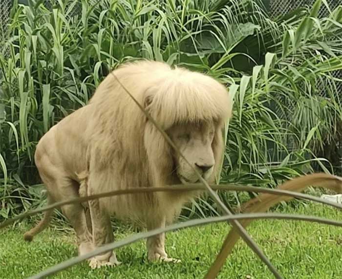 The male lion appeared with a mane as if it just returned from a "beauty salon." 