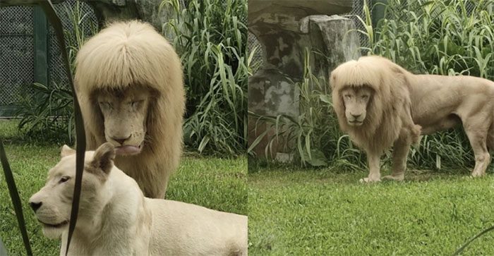 Image of a lion with a strange "hairstyle" shared by netizens.