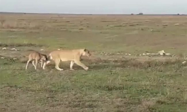 Lioness "escorting" the small animal to a safe location.