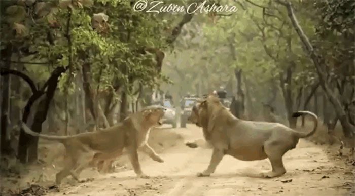 The lioness displays incredible aggression, roaring continuously and slapping her opponent repeatedly.