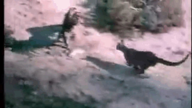 At the perfect distance, the mountain lion pounced on the eagle.