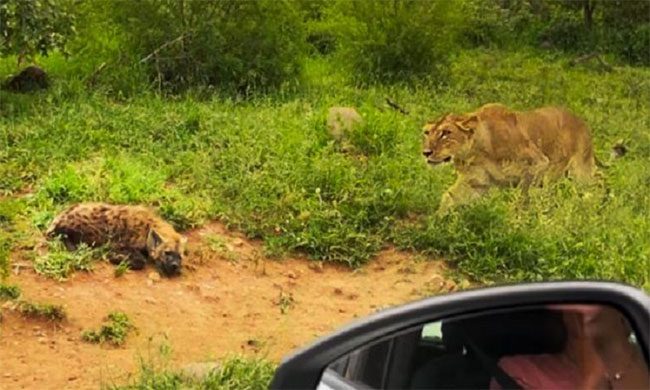 Lioness approaches the sleeping hyena cub.