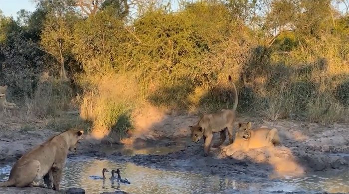 A group of lion cubs surrounds the swimming Egyptian geese.