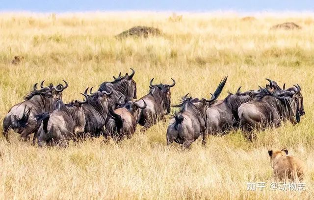 The preferred prey of lions is the African buffalo.