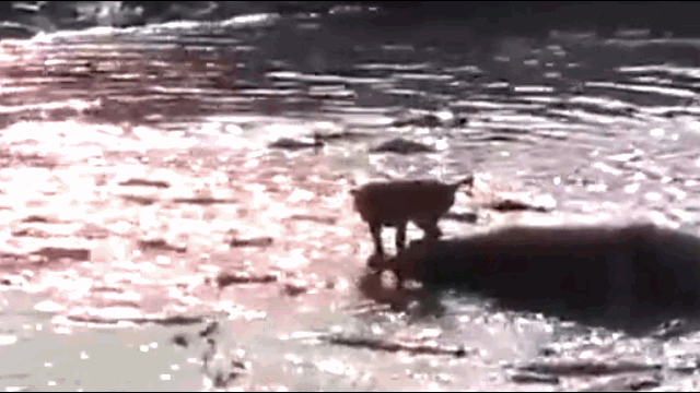 The lion made a reckless decision to jump straight into the water to find an escape route