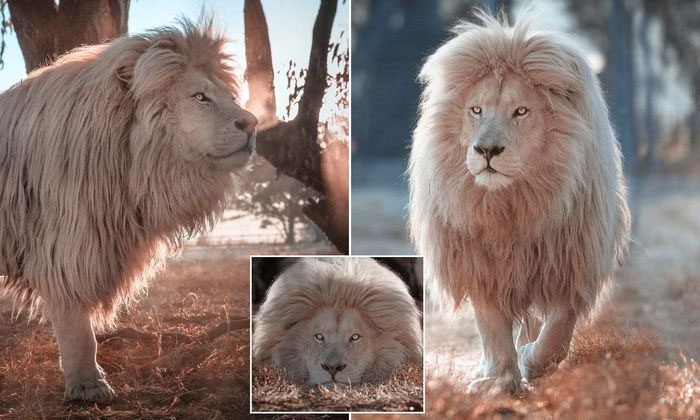 White lion at Glen Garriff Lion Sanctuary.