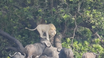 The lion stands on a tree, nervously looking down at the herd of buffalo below.