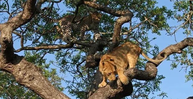 Leopards can climb to higher places than lions.