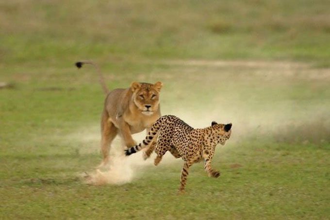 Cheetahs rarely fight lions due to their physical structure not being suited for this.