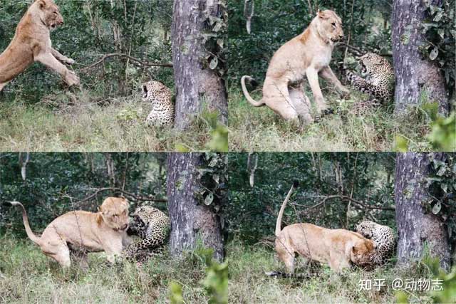Leopard attacked by lions.