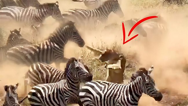 Charging into the herd of zebras, the lion was nearly trampled to death