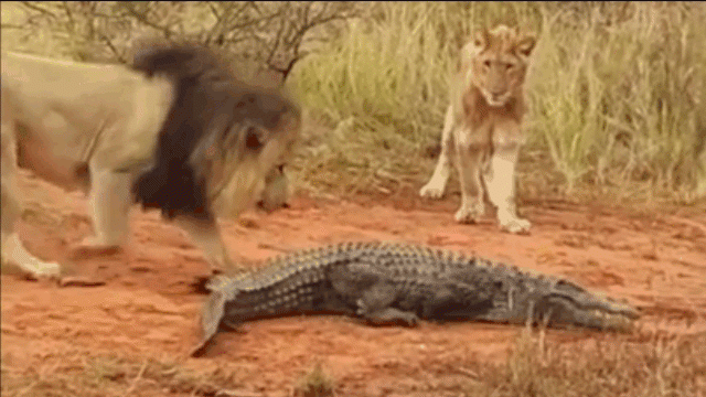 The lion managed to jump onto the crocodile's back and attempted to subdue its prey