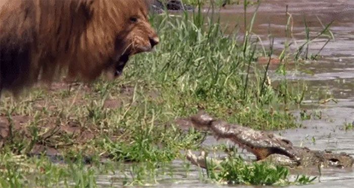 The determination and strength of the lion make the crocodile hesitate.