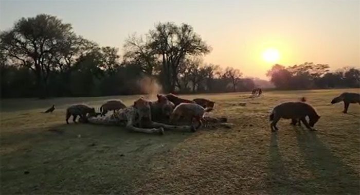 The pack of hyenas successfully drives off the lions and claims the giraffe carcass.