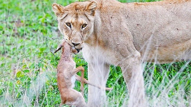 The second impala fawn put up an incredibly brave fight