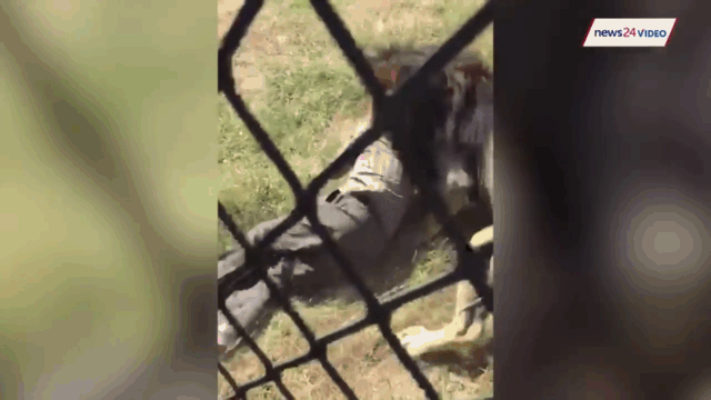 The lion drags the man into the bushes.