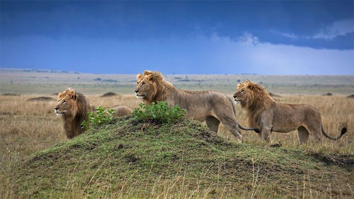 Hoofed animals are most likely to flee from lions.