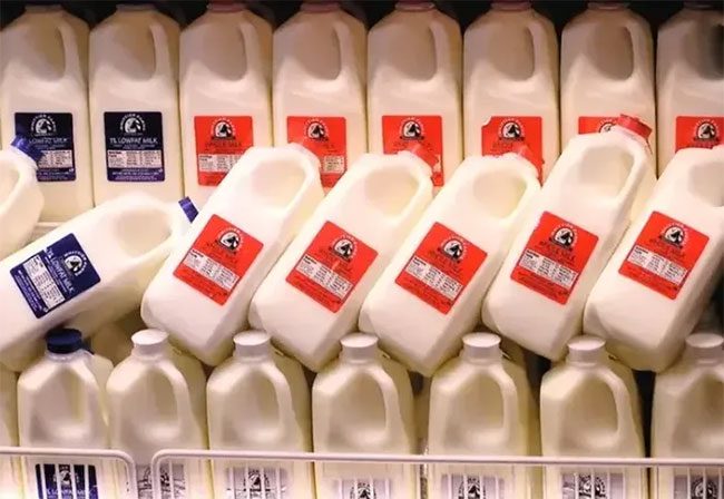 Humans are the only species on Earth that can digest milk after infancy.