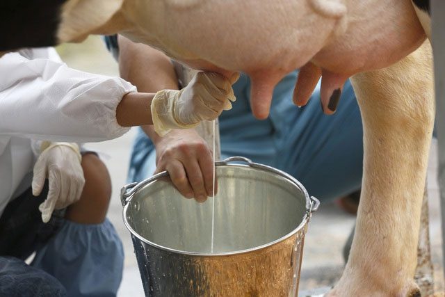 Will cow's milk become obsolete with the rise of synthetic milk?