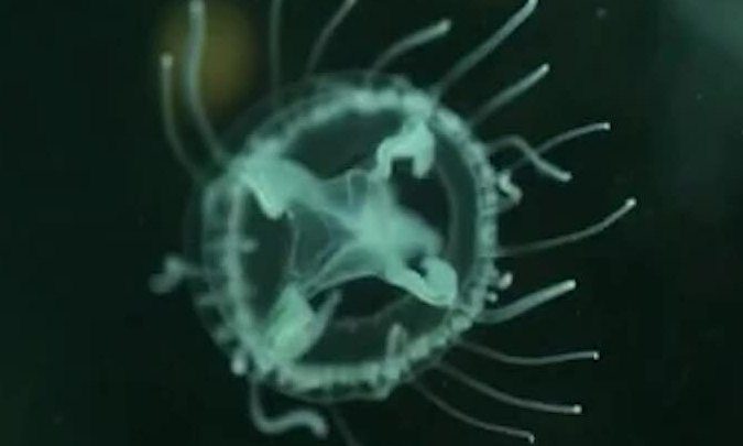 Peach Blossom Jellyfish