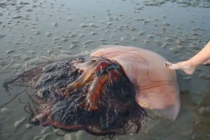 Reddit user Alesig photographed the Nomura's jellyfish at a beach in South Korea in 2008.