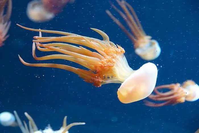 Fire Jellyfish Rhopilema esculentum