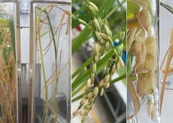 successful experiment cultivation of rice in circular economy in space 124583