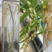 successful experiment cultivation of rice in circular economy in space 124583