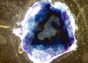 successful research on more sustainable biological materials 121647