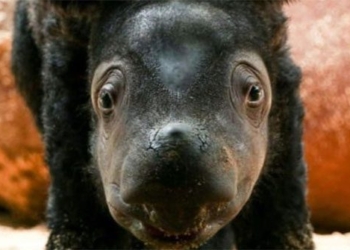 sumatran rhino rarely seen in the wild brings hope for the endangered species 119771