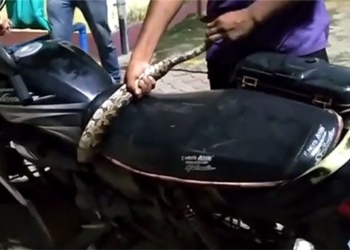 sunset video witnesses snake catching around motorcycle 123160