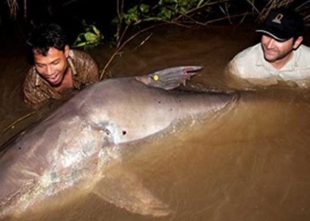 super hydroelectric dam threatens catfish in mekong river 118026