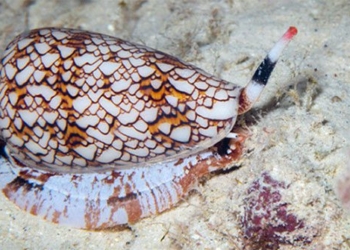 super pain relief drug from snail slime 52620