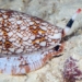 super pain relief drug from snail slime 52620