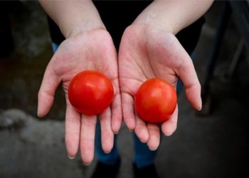 super tomato gene modification vitamin d with 2 chicken eggs 120692