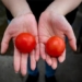 super tomato gene modification vitamin d with 2 chicken eggs 120692