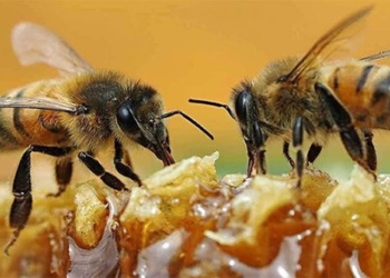 surprised by the ability to know the parity of the eyes of the bee 120304