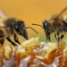 surprised by the ability to know the parity of the eyes of the bee 120304