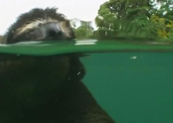 surprised by the most slow moving animal in the world but can swim very fast 119893