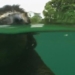 surprised by the most slow moving animal in the world but can swim very fast 119893
