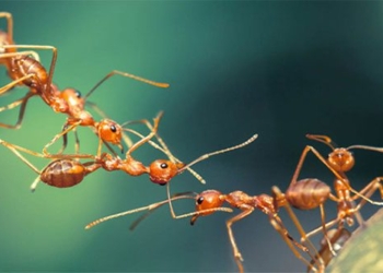 surprised by the number of ants on earth 123120