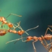 surprised by the number of ants on earth 123120