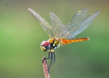 surprising about the most unique meat eating species in nature 123781