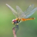 surprising about the most unique meat eating species in nature 123781