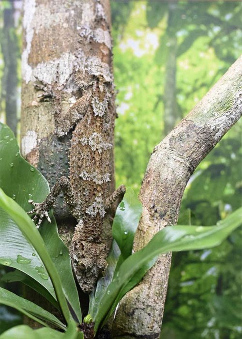 Leaf-Tailed Gecko