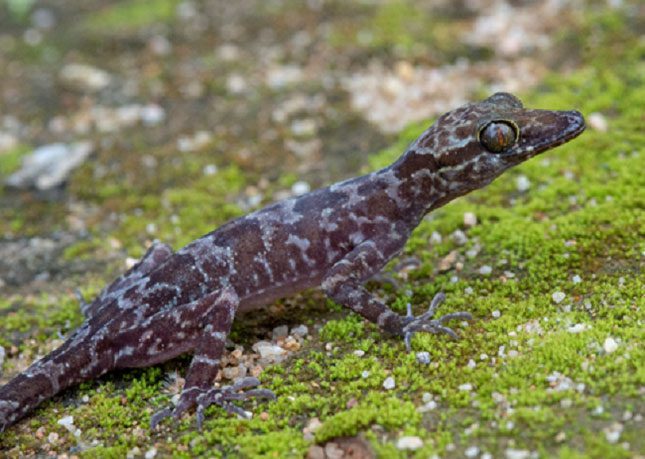 Rare gecko species in the Giang River basin.